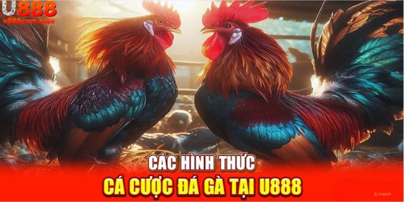 Đá gà U888 cung cấp nhiều loại hình thú vị khác nhau