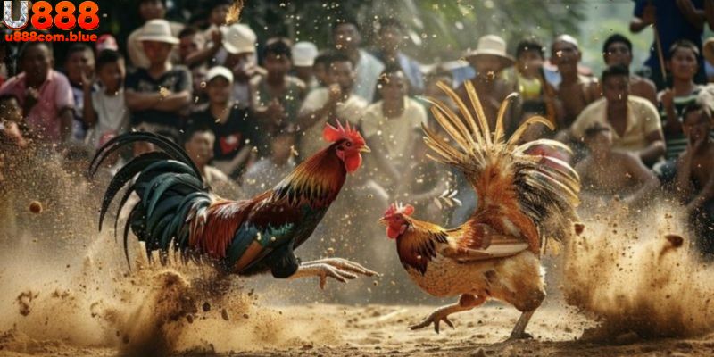 Bỏ túi những bí quyết hay để chiến thắng cá cược đá gà dễ dàng