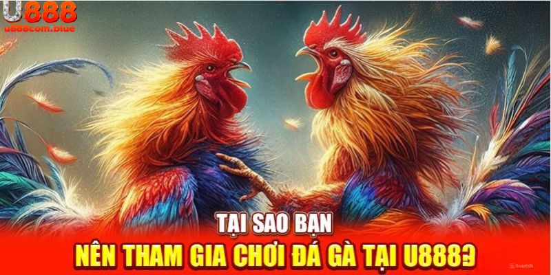 Chọi gà tại U888 sở hữu nhiều ưu điểm nổi trội